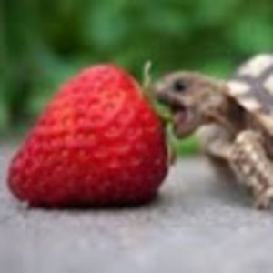 Meet your Posher, Sydney